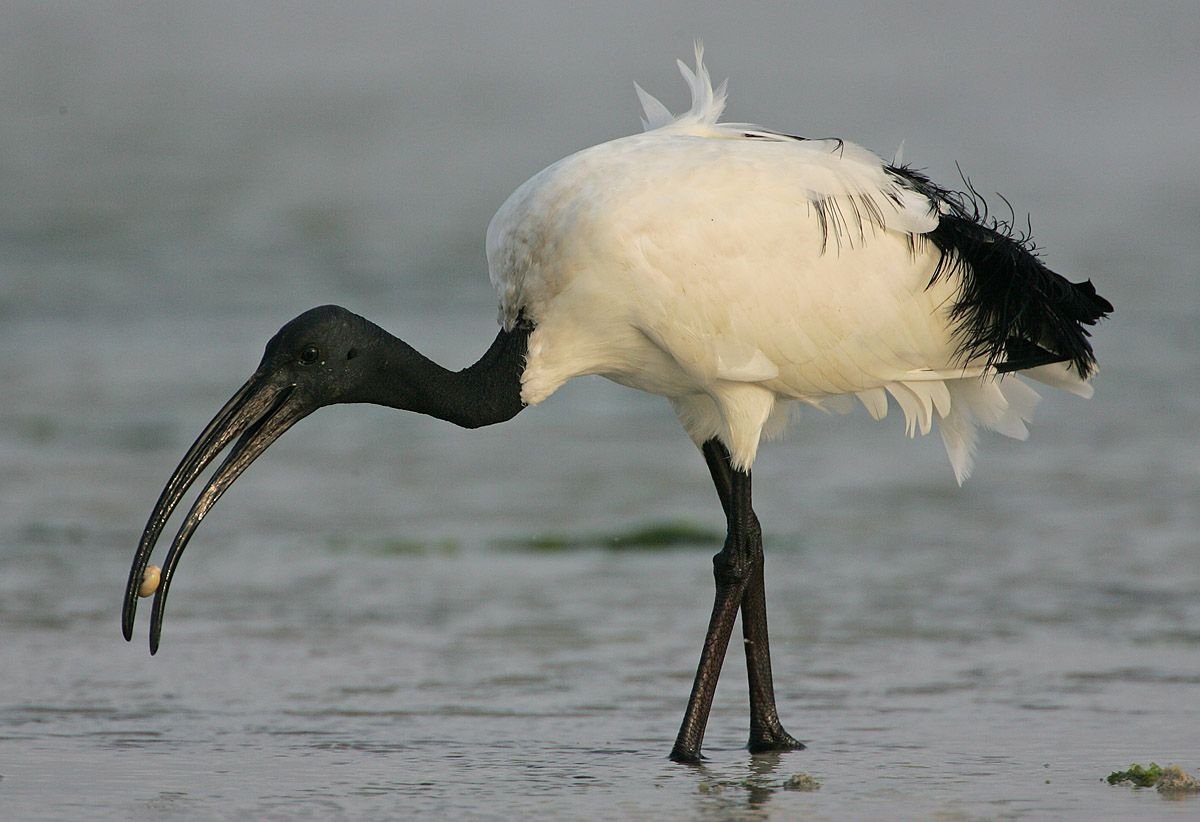 African Sacred Ibis in Tanzania in Tanzania